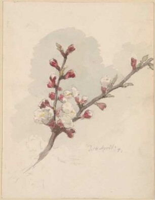 Apfelblüte
