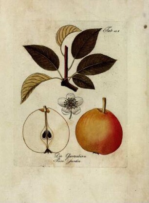 Tab. 154. Die Gartenbirn [...]