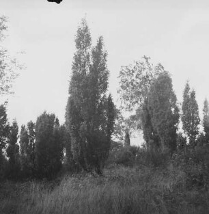 Lüneburger Heide : Heidelandschaft mit Wacholder, Birken und Ginster