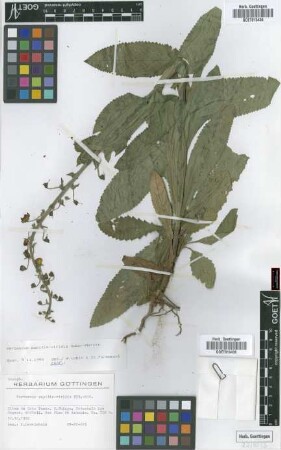 Verbascum capitis-viridis Huber-Morath