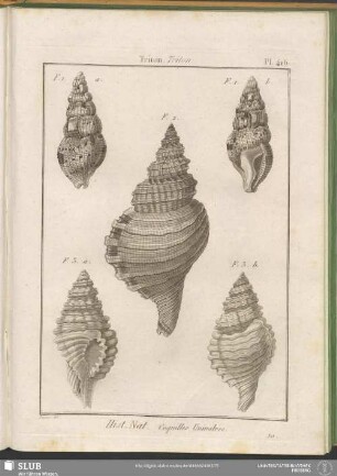 Pl. 416. Triton. Triton
