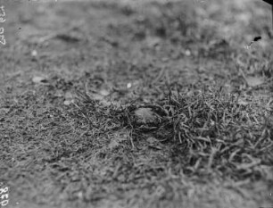 Knoblauchkröte : Knoblauchkröte (Pelobates fuscus Laurenti).