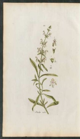 193. Stachys recta