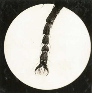 Stubenfliege (Musca domestica; lat. musca „Fliege“, domesticus „häuslich“), Fuß. Mikro-Aufnahme