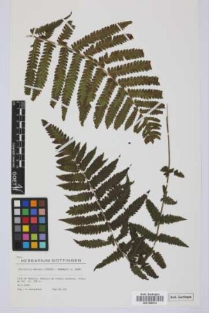 Christella dentata (Forsskal) Brownsey & Jermy