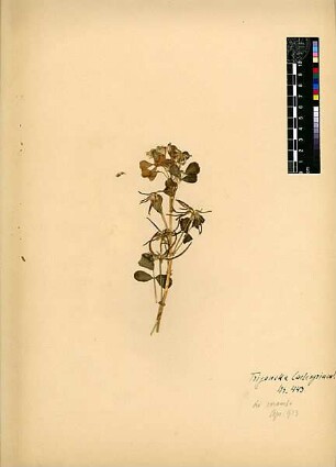 Leguminosae Trigonella caelesyriaca Boissier, Edmond (1810 - 1885) [Ramla, ar-Ramla, Ramleh]