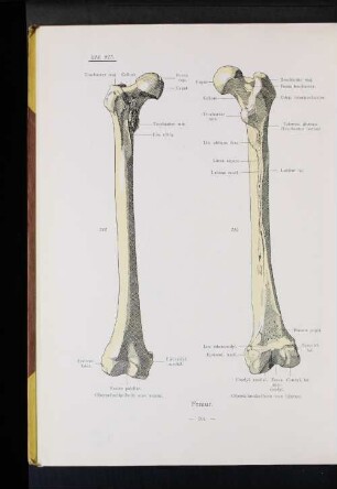 Femur.