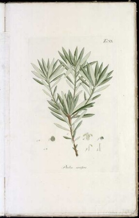 Tab. XX Protea conifera