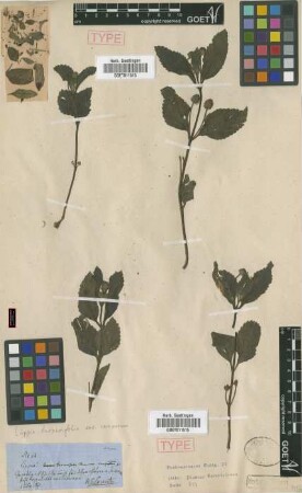 Lippia turnerifolia Cham. var. camporum Griseb.[holotype]