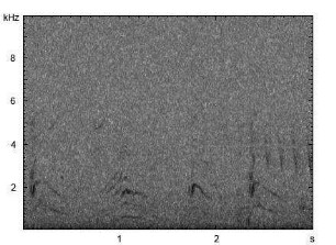 Haushund | Canis lupus f. familiaris - Winseln