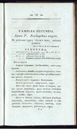 Familia Secunda. Spec. V. Pselaphus niger.