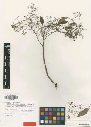 Mauria thaumatophylla Loes. [type]