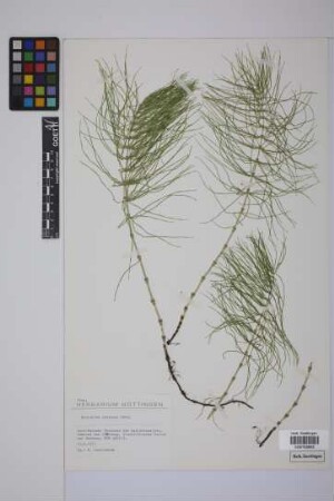 Equisetum pratense Ehrh.