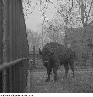 Wisent im Zoo