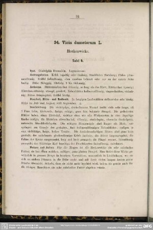 34. Vicia dumetorum L. Heckenwicke