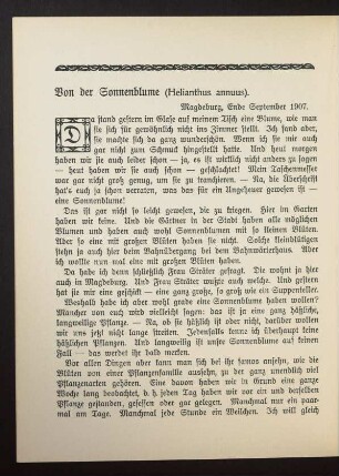 Von der Sonnenblume (Helianthus annuus).