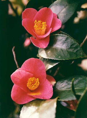 Kamelienblüten. Schloßpark Pillnitz : Zwei Blüten der Japanischen Kamelie (Camellia japonica L.). Standort Schloßpark Pillnitz, Kamelienhaus im Englischen Garten