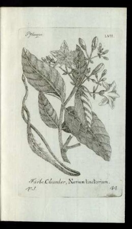 44 Färbe-Oleander, Nerium tinctorium.