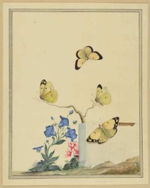 Blumen und vier Schmetterlinge
