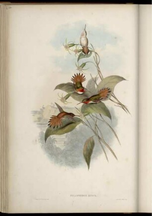 Selasphorus Rufus. [bis] Selasphoros Heloisæ.