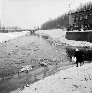 Trave: Beste: Zusammenfluss: vorn Futterplatz für Wassergeflügel: davor Schwäne im Wasser und an Land: rechts Frau beim Ausstreuen des Futters: dahinter rechts Geländer, Bank und Haus: hinten links HAKO-Werke GmbH und Stadtwerke: hinten rechts Brücke des Berliner Rings: Winter