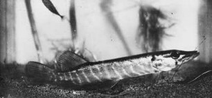 Fische. Hecht (Esox lucius)