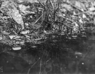 Feuersalamander : Feuersalamander (Salamandra salamandra Linnaeus) im Wasser.