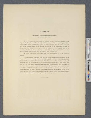 Tafel 59. Horizontal gestreifte Gewandstoffe.