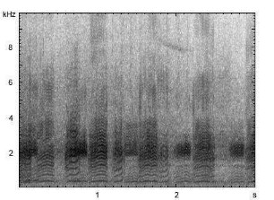 Stockente | Anas platyrhynchos - Alarmruf