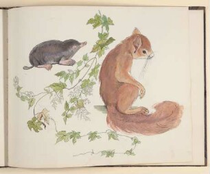 Maulwurf, Knöterichranke und Eichhörnchen [aus einem Skizzenbuch vornehmlich mit Tier- und Pflanzenstudien]