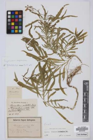 Cheiranthus mutabilis Webb. var. ß longifolius Webb.