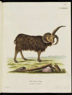 CCLXXXIX. Ovis Aries Linn. brachyura islandica.