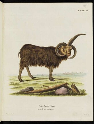 CCLXXXIX. Ovis Aries Linn. brachyura islandica.