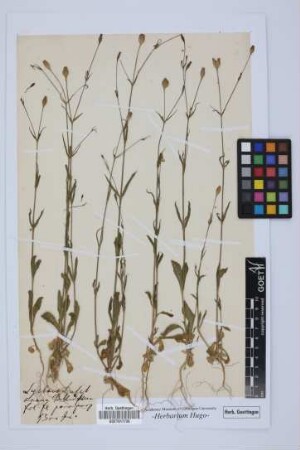Lychnis