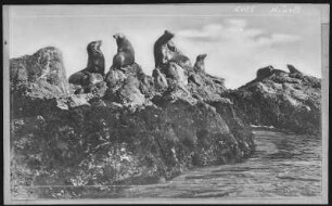 Santa Catalina. Seals of Santa Catalina Island