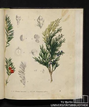 1. - 10. Taxus baccata. / 11. und 12. Juniperus sabina.