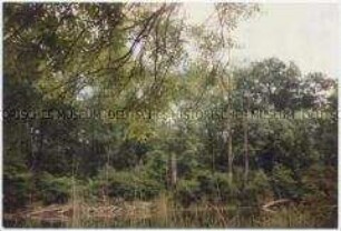 Blick auf einen Waldsee (Altersgruppe bis 14)
