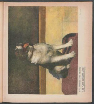 Los amigos de PBT - Un San Bernardo - [Fotografía]