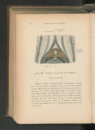 Fig. 421. Trigonum urogenitale eines Mannes.