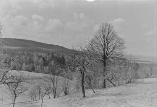 Bei Mehltheuer : Feld mit Wald