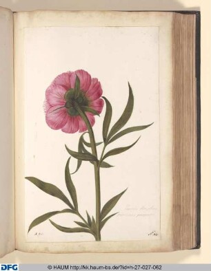 Paeonia, flore pleno, papaverino purpureo.