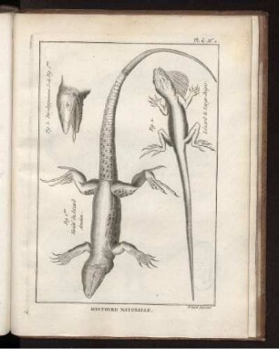 Pl. 6 No.2