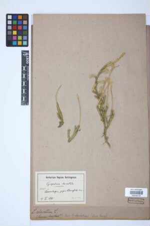 Lycopodium clavatum clavatum L.