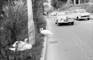 Badenweiler: Schwäne auf dem Fahrdamm