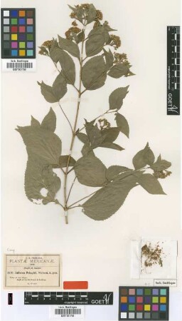 Jaliscoa pringlei S.Watson [type]