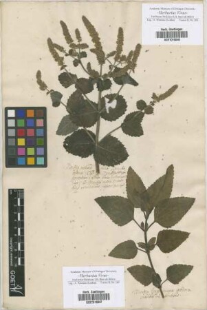 Mentha