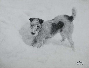 Foxterrier im Schnee