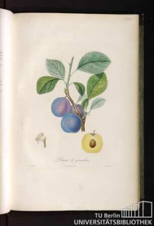 P. XLVI. Prune de jérusalem.