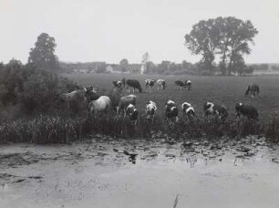 Auenlandschaft der Weißen Elster mit schwarzbunten Rindern bei Ermlitz