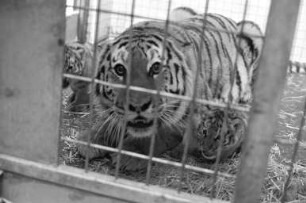 Nachwuchs bei den Tigern im Karlsruher Zoo